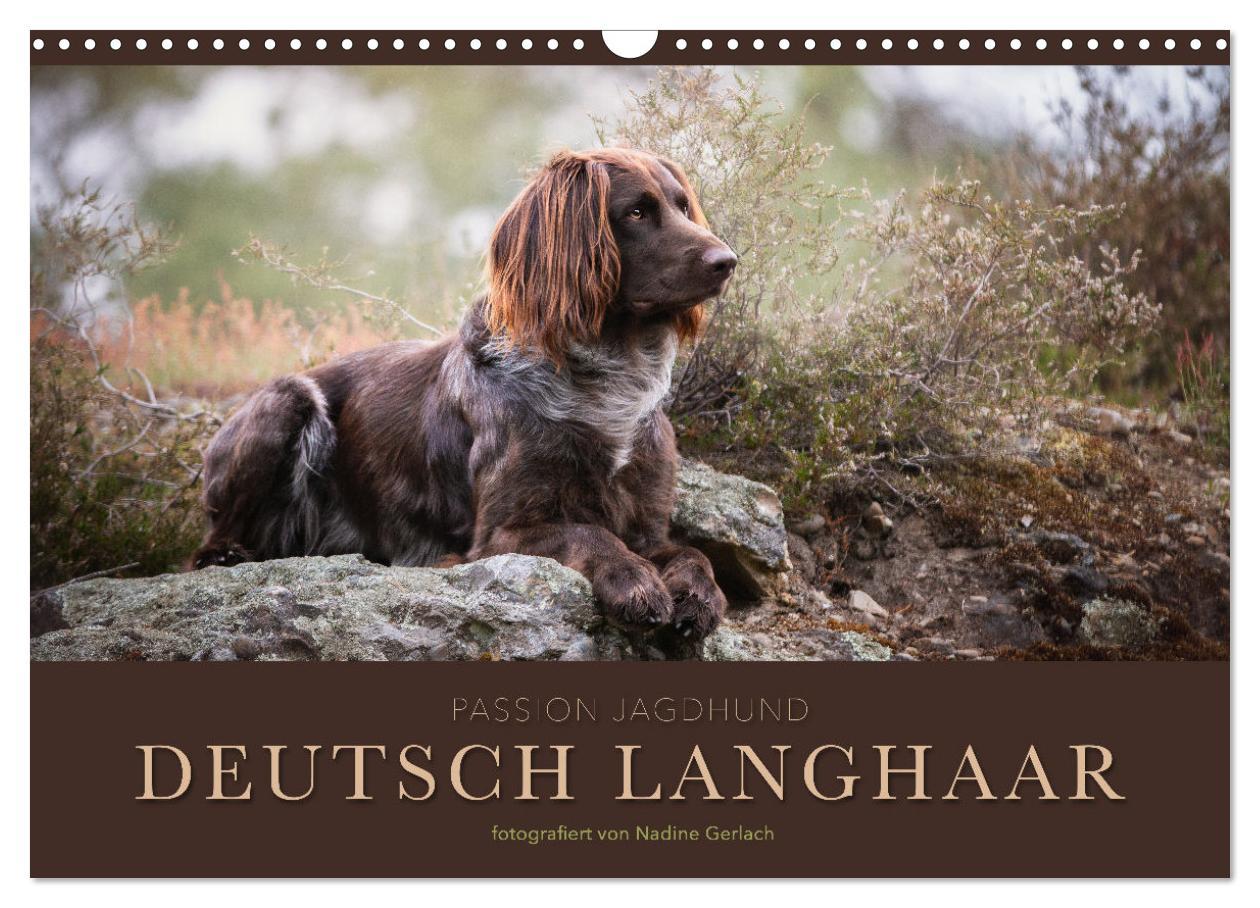 Cover: 9783383930645 | Passion Jagdhund - Deutsch Langhaar (Wandkalender 2025 DIN A3...