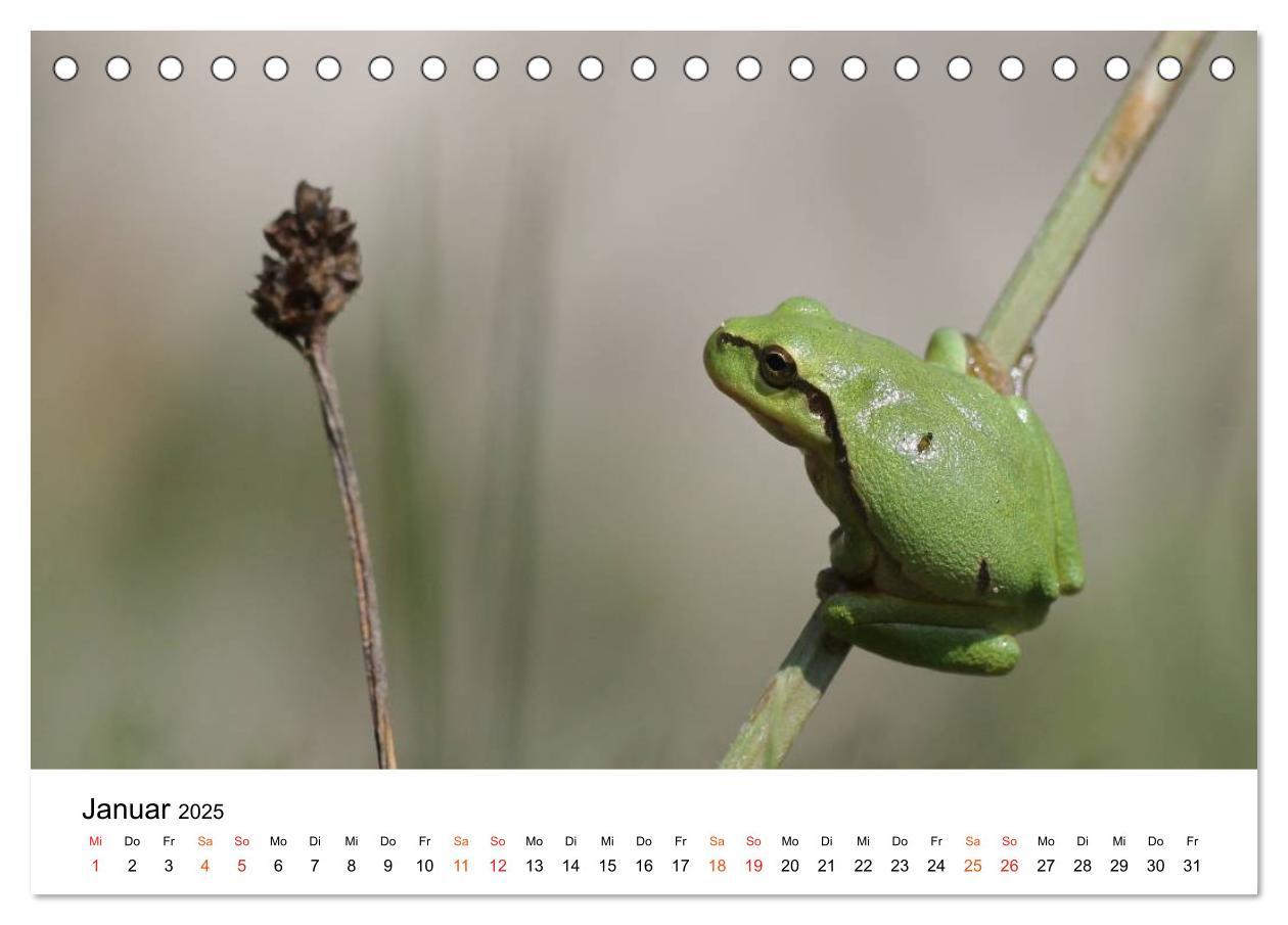 Bild: 9783435695966 | Besucher im Garten - Laubfrösche (Tischkalender 2025 DIN A5 quer),...