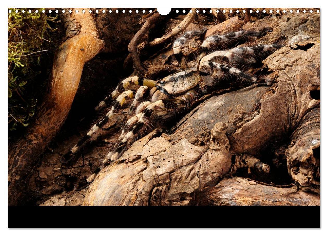 Bild: 9783435775866 | Vogelspinnen - Tarantulas (Wandkalender 2025 DIN A3 quer), CALVENDO...