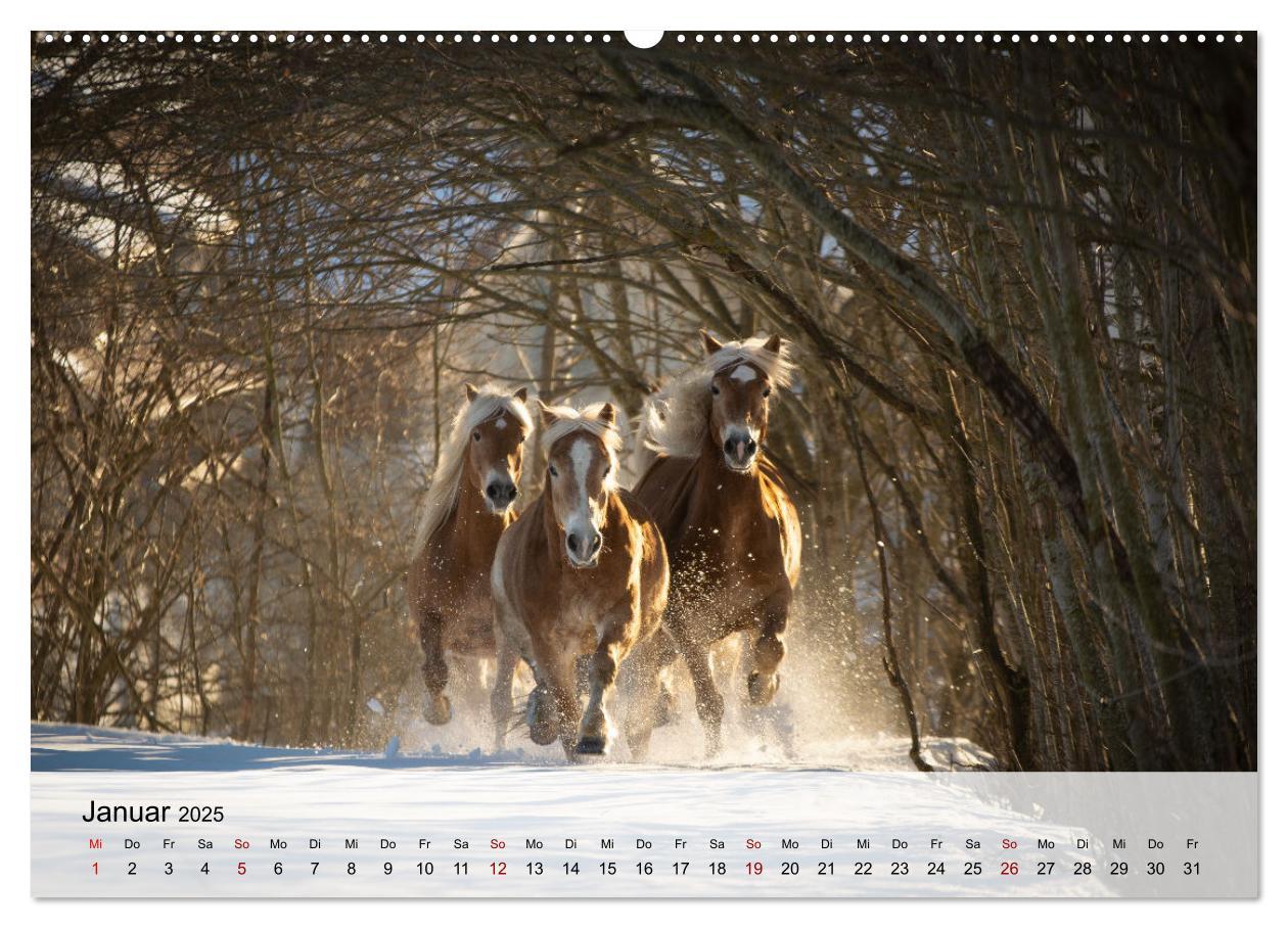 Bild: 9783435104529 | Pferde 2025 Kraft und Anmut (Wandkalender 2025 DIN A2 quer),...