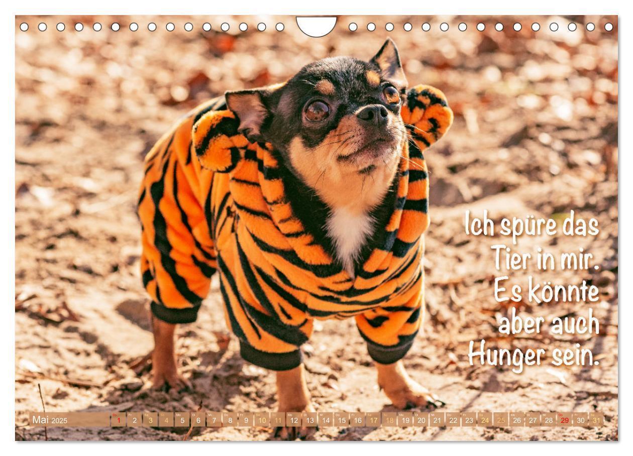 Bild: 9783457199787 | Chihuahua: Kleine Hunde, aber oho (Wandkalender 2025 DIN A4 quer),...