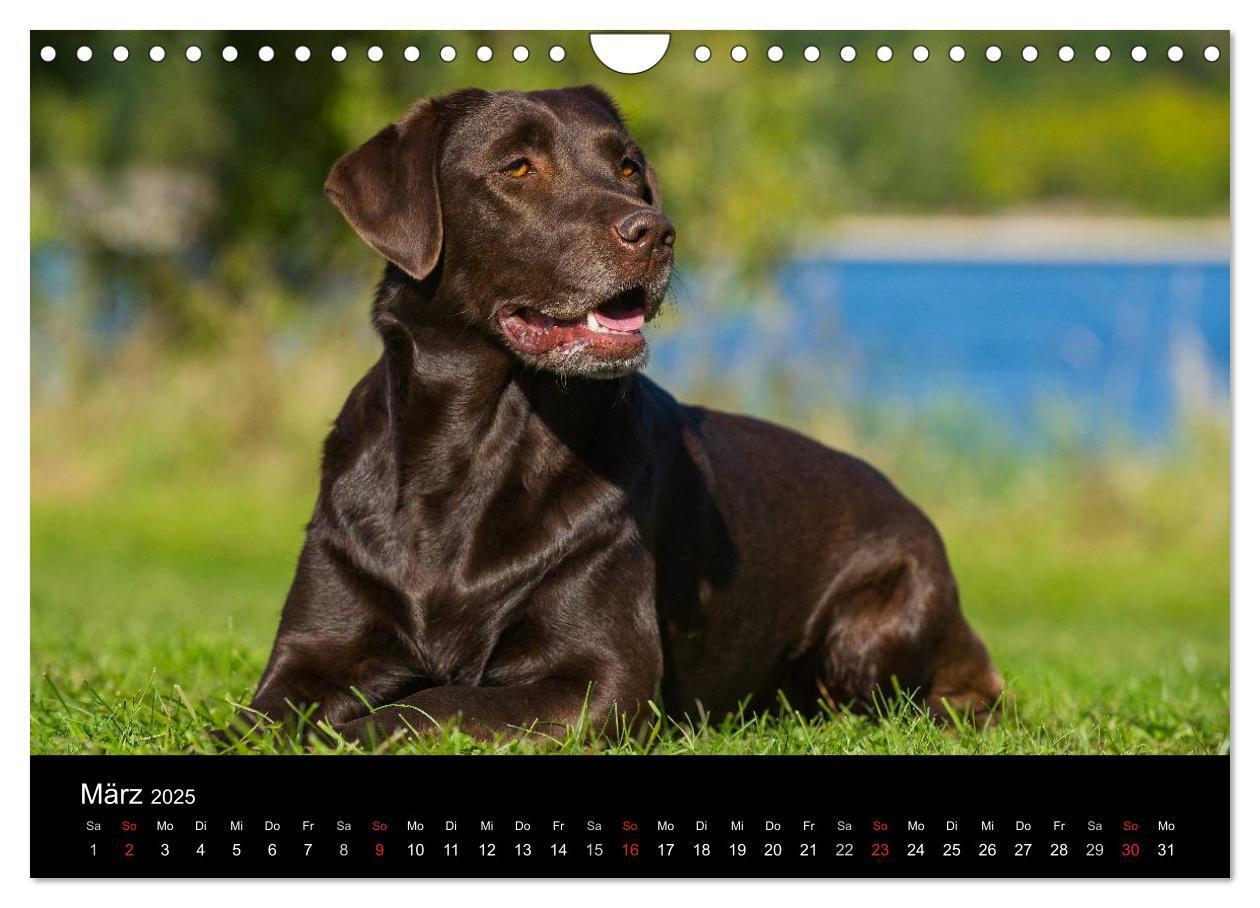 Bild: 9783435761692 | Labrador Retriever 2025 (Wandkalender 2025 DIN A4 quer), CALVENDO...