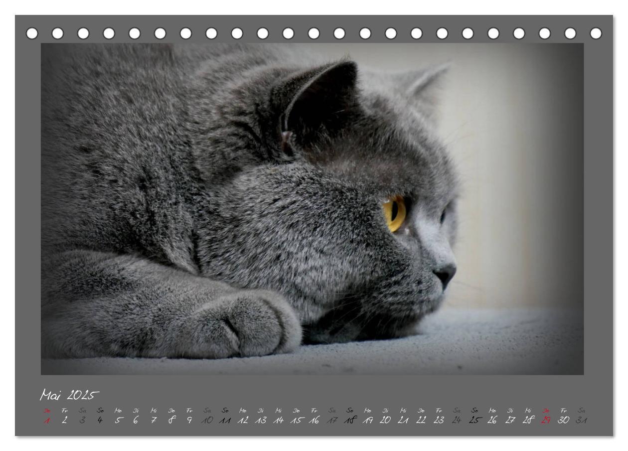 Bild: 9783435400331 | GRAUE ENGEL Britischkurzhaar-Katzen (Tischkalender 2025 DIN A5...