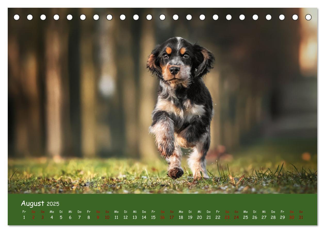 Bild: 9783383951633 | Englischer Cocker Spaniel (Tischkalender 2025 DIN A5 quer),...