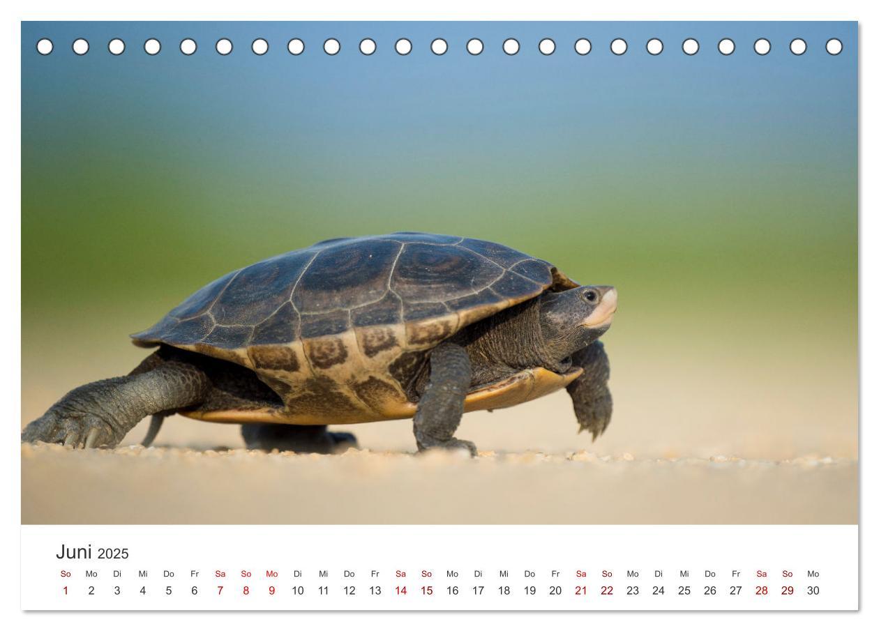 Bild: 9783383996610 | Schildkröten - Die gepanzerten Tiere. (Tischkalender 2025 DIN A5...