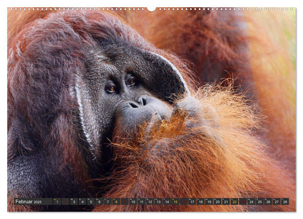 Bild: 9783435360383 | Waldmenschen - Orang Utans auf Borneo (Wandkalender 2025 DIN A2...