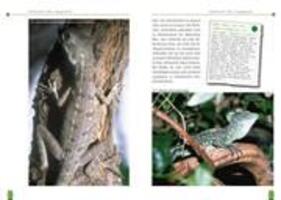 Bild: 9783937285023 | Der Stirnlappenbasilisk | Basiliscus plumifrons | Ingo Kober | Buch