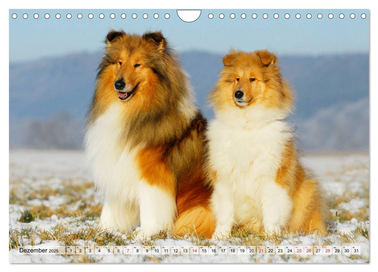 Bild: 9783435312528 | Collie - Das Glück hat 4 Pfoten (Wandkalender 2025 DIN A4 quer),...