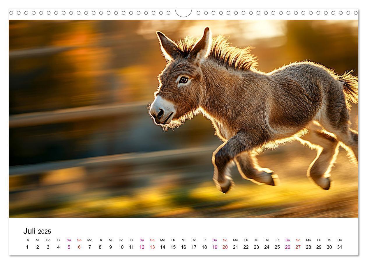 Bild: 9783457215197 | Esel - neugierige Typen (Wandkalender 2025 DIN A3 quer), CALVENDO...