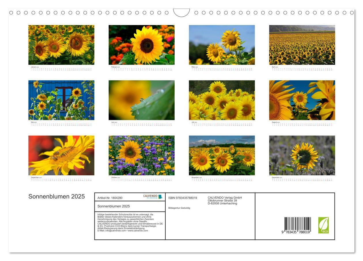 Bild: 9783435788019 | Sonnenblumen 2025 (Wandkalender 2025 DIN A3 quer), CALVENDO...