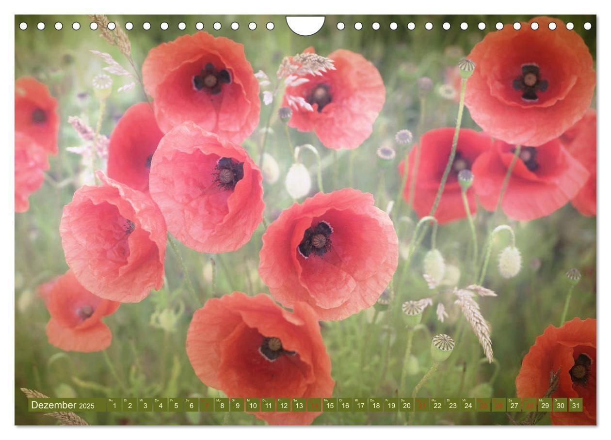 Bild: 9783435288281 | Mohnblumen - Fotografie mit Magie (Wandkalender 2025 DIN A4 quer),...