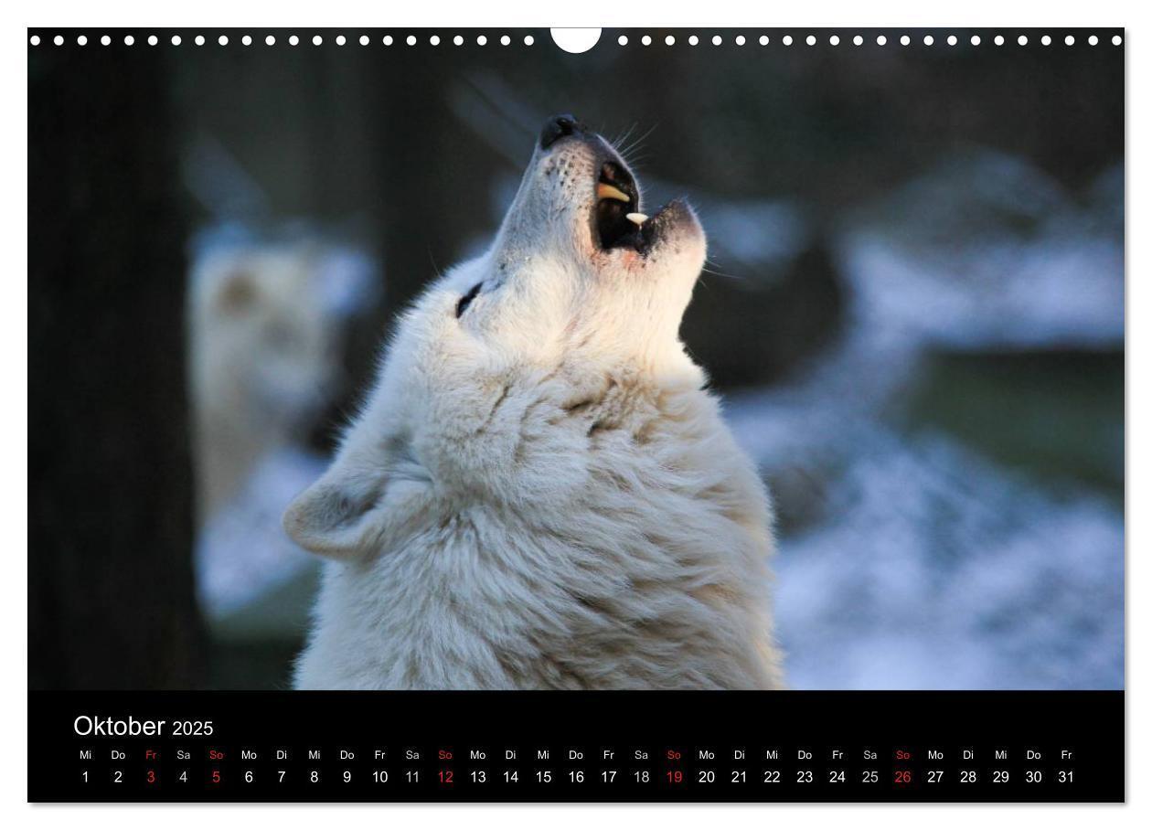 Bild: 9783435797493 | Tierkalender 2025 (Wandkalender 2025 DIN A3 quer), CALVENDO...