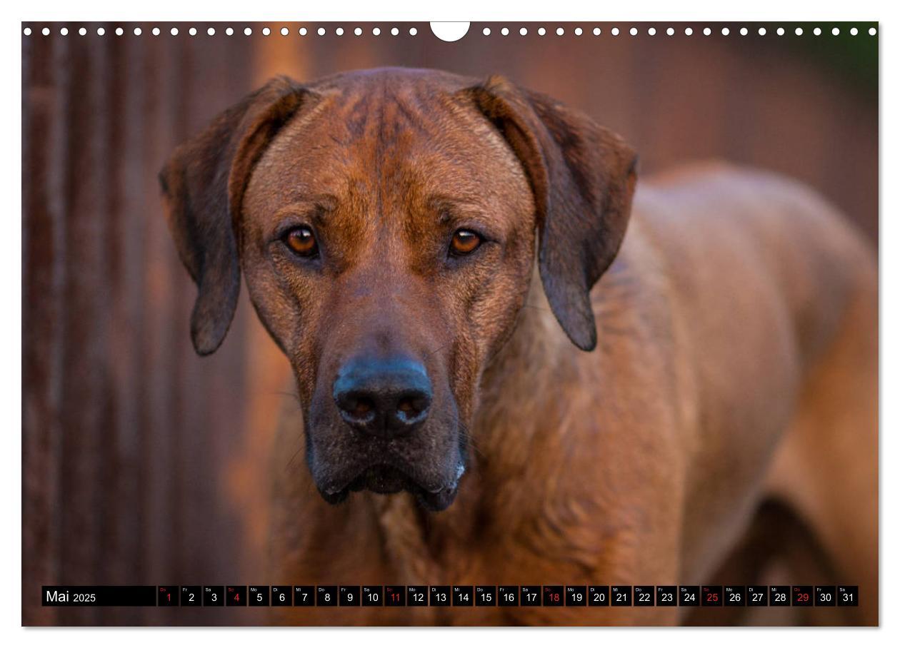 Bild: 9783435268320 | Ridgeback King (Wandkalender 2025 DIN A3 quer), CALVENDO...