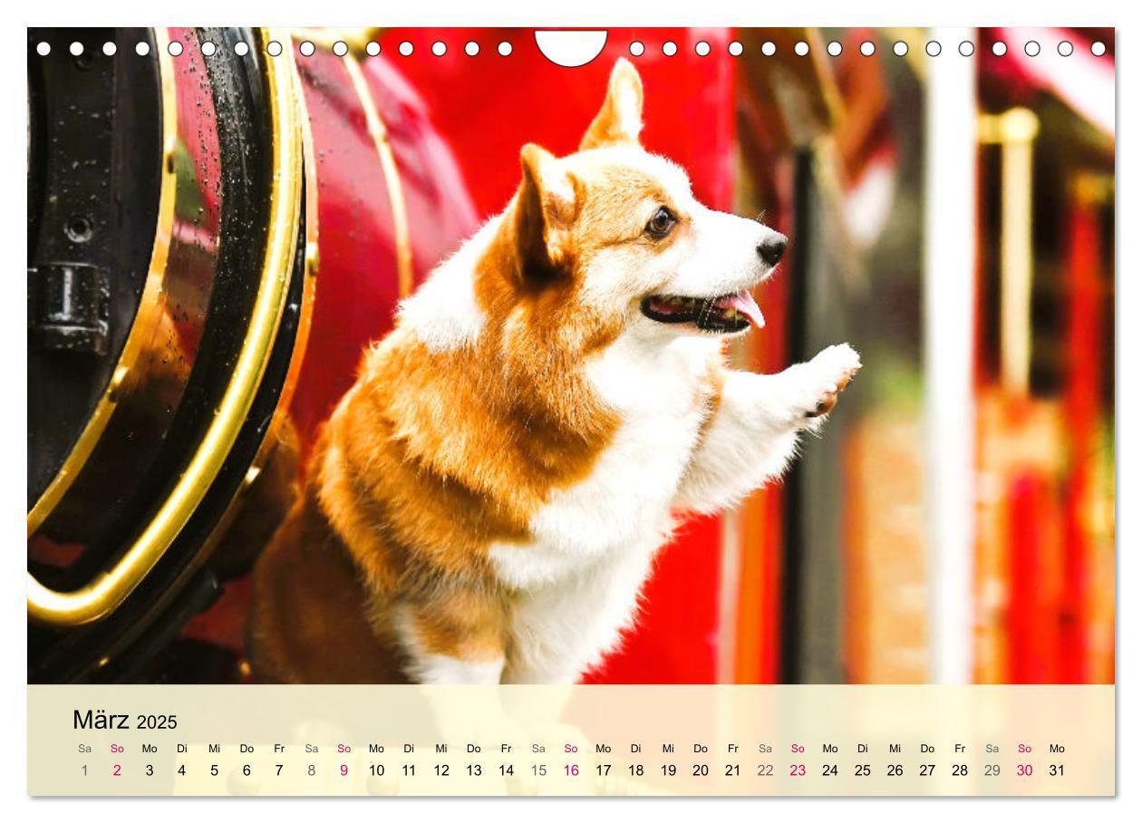 Bild: 9783435020119 | Welsh Corgi. Zauberhafter Dickkopf auf kurzen Beinen (Wandkalender...