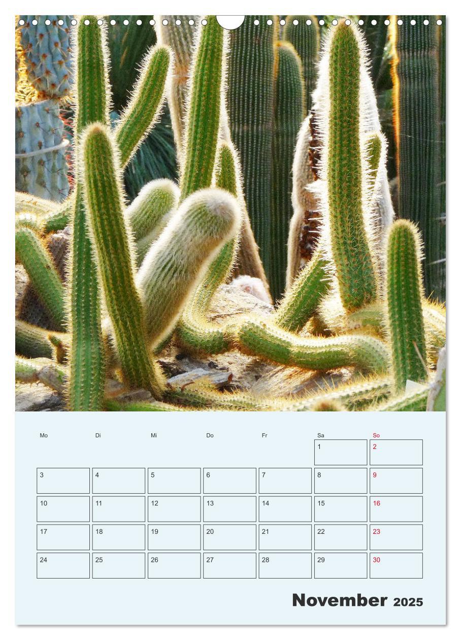 Bild: 9783435969685 | Wehrhafte Sukkulenten (Wandkalender 2025 DIN A3 hoch), CALVENDO...