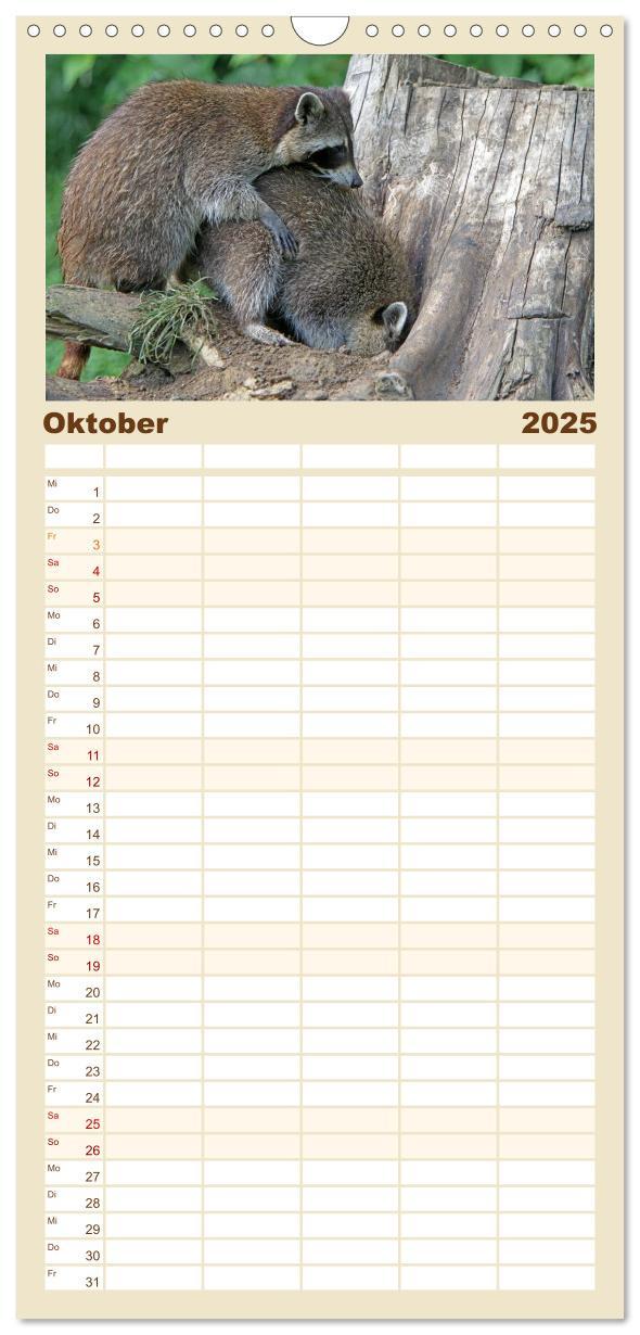 Bild: 9783457126653 | Familienplaner 2025 - Waschbären mit 5 Spalten (Wandkalender, 21 x...