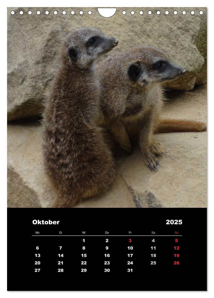 Bild: 9783457080597 | Erdmännchen (Wandkalender 2025 DIN A4 hoch), CALVENDO Monatskalender