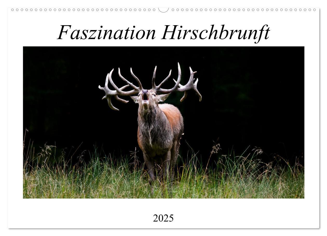 Cover: 9783435101306 | Faszination Hirschbrunft (Wandkalender 2025 DIN A2 quer), CALVENDO...