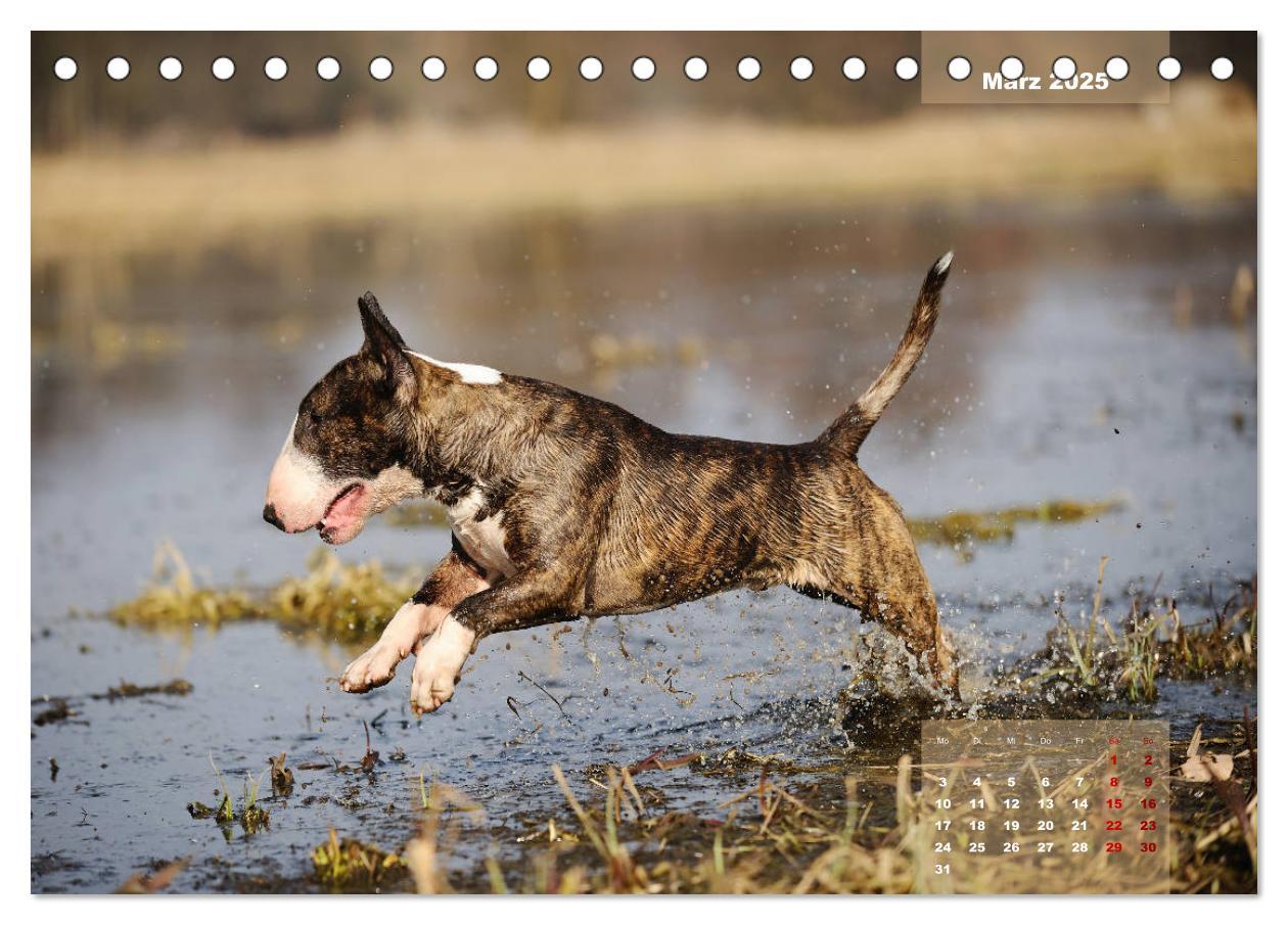 Bild: 9783435340330 | Bullterrier 2025 Frech und fröhlich durch das Jahr (Tischkalender...