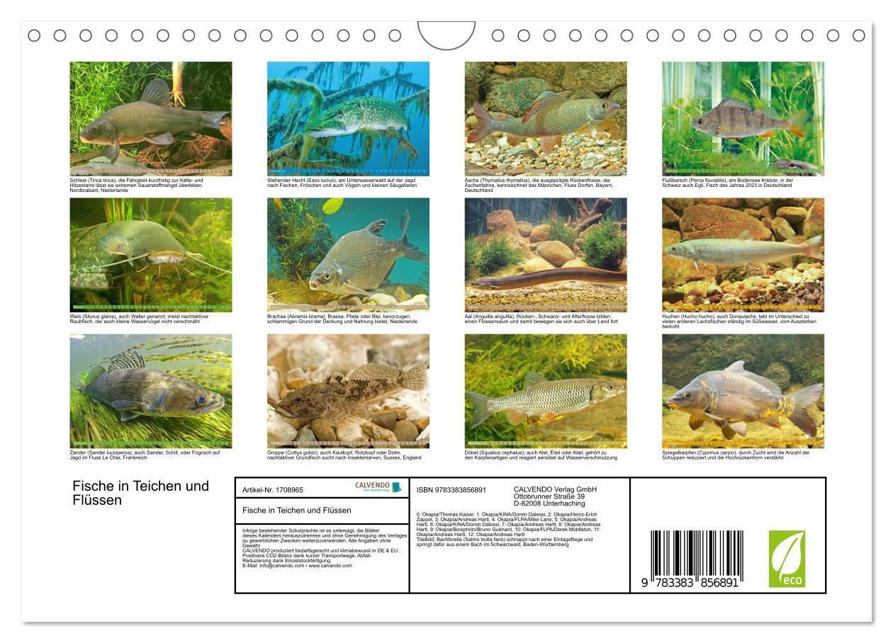 Bild: 9783383856891 | Fische in Teichen und Flüssen (Wandkalender 2025 DIN A4 quer),...