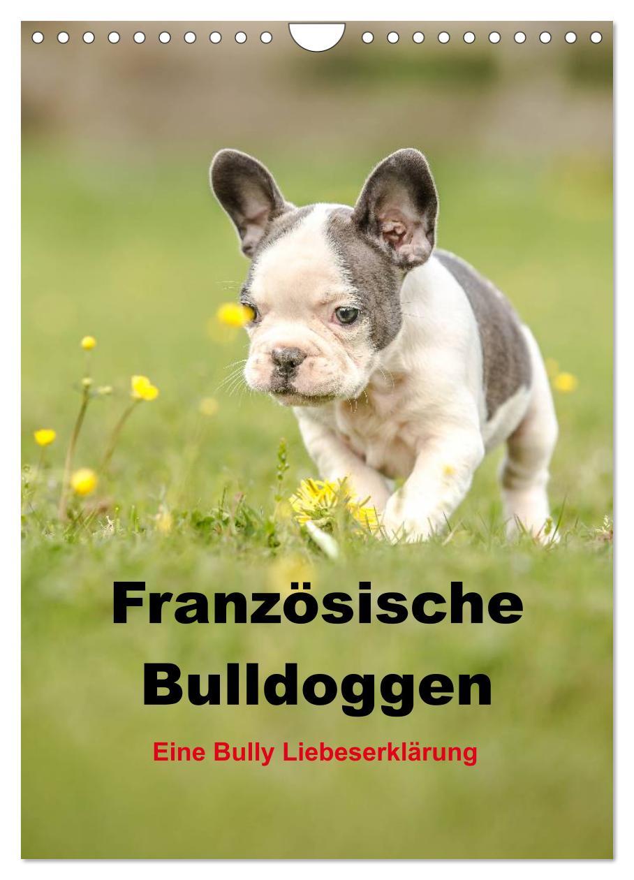 Cover: 9783457063538 | Französische Bulldoggen - Eine Bully Liebeserkärung (Wandkalender...