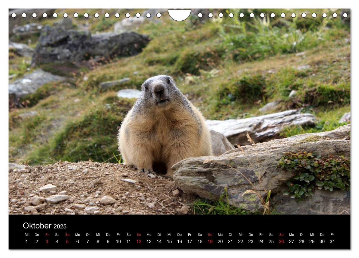 Bild: 9783435784622 | Murmeltiere (Wandkalender 2025 DIN A4 quer), CALVENDO Monatskalender