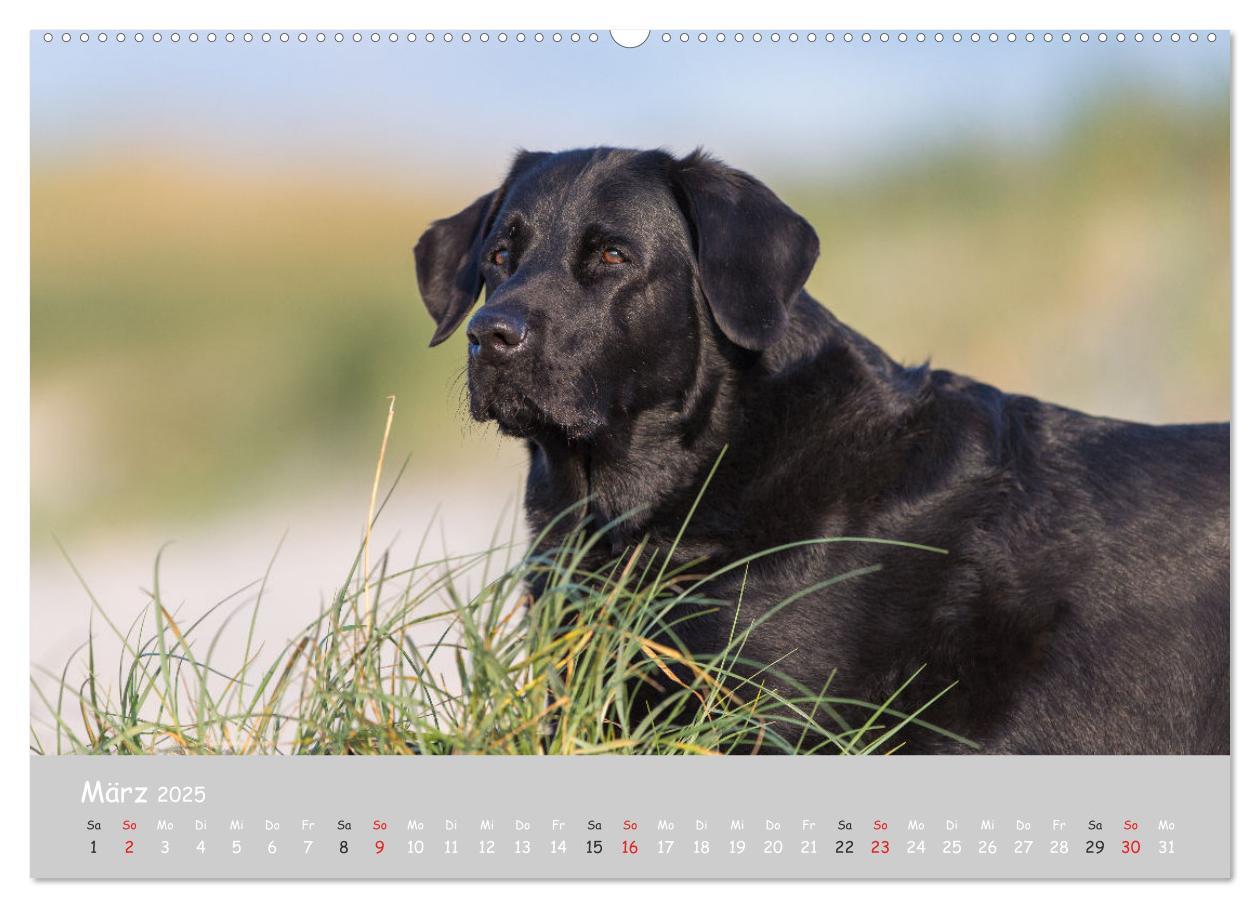 Bild: 9783435531554 | Liebenswerter Labrador 2025 (Wandkalender 2025 DIN A2 quer),...