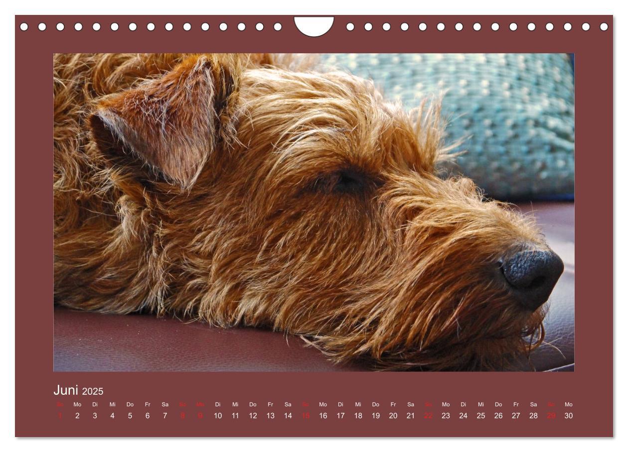 Bild: 9783435286973 | Kelly, der Irish Terrier - innen und außen aus Gold (Wandkalender...