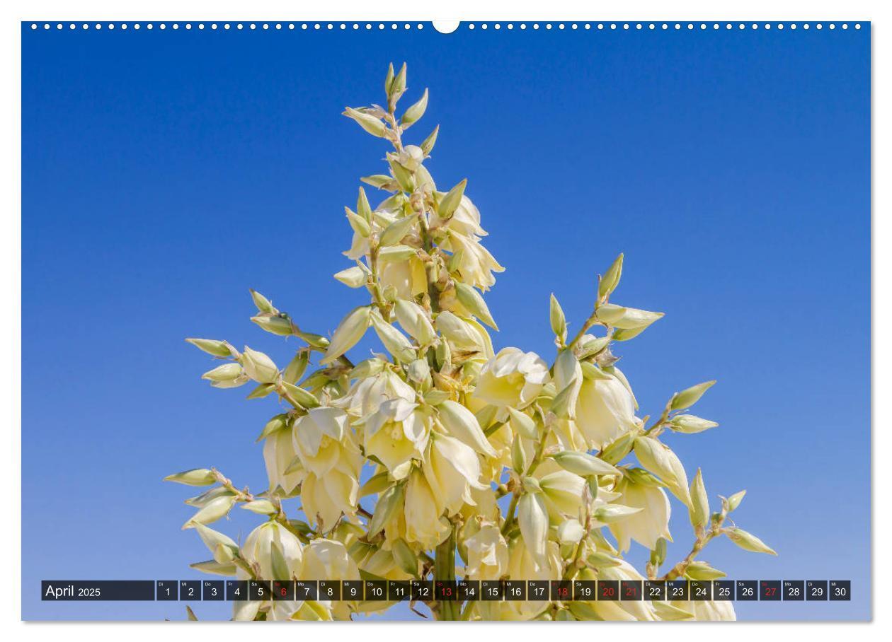 Bild: 9783435209835 | WHITE SANDS Die weiße Wüste in New Mexico (Wandkalender 2025 DIN A2...