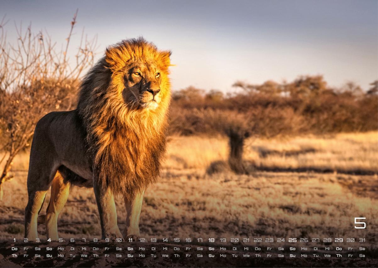 Bild: 9783986734381 | Afrikas Tierwelt - Der Tierkalender - 2025 - Kalender DIN A3 | 15 S.