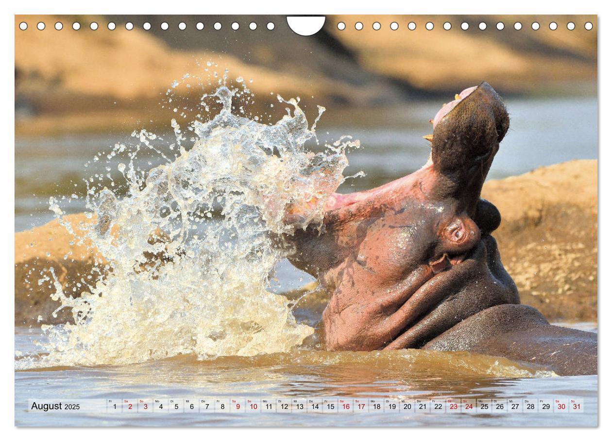 Bild: 9783435229956 | Faszination Afrika: Flusspferde (Wandkalender 2025 DIN A4 quer),...