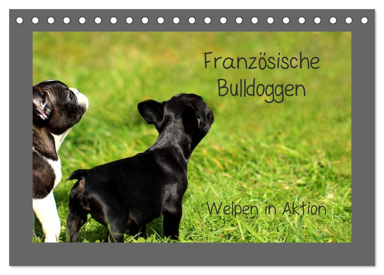 Cover: 9783435840038 | Französische Bulldoggen (Tischkalender 2025 DIN A5 quer), CALVENDO...