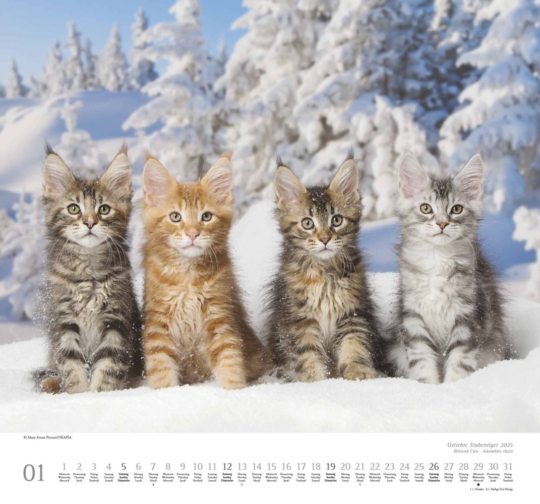 Bild: 4250809652498 | DUMONT - Geliebte Stubentiger 2025 Wandkalender, 38x35,5cm,...