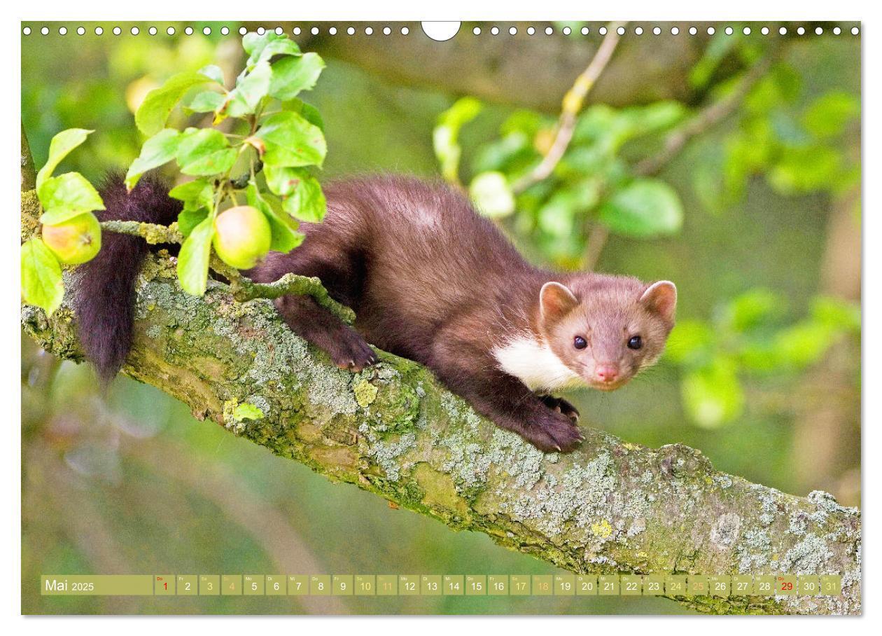 Bild: 9783457183779 | Wald-Kindergarten: Tierkinder im Wald (Wandkalender 2025 DIN A3...