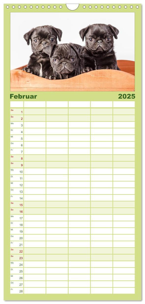 Bild: 9783457112281 | Familienplaner 2025 - Möpse mit 5 Spalten (Wandkalender, 21 x 45...