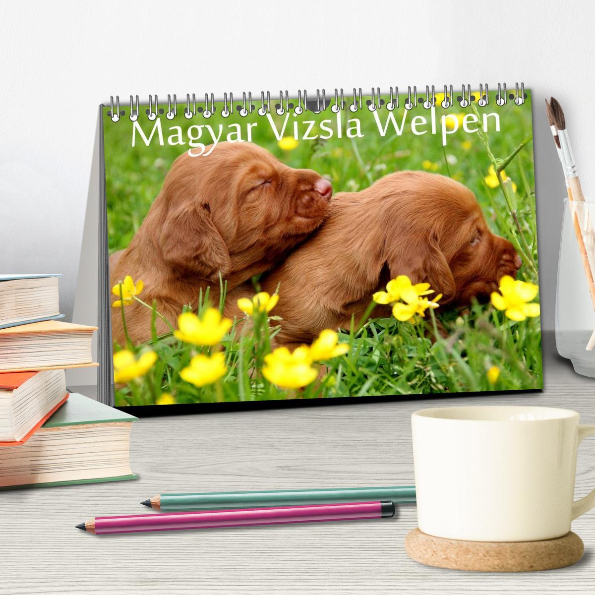 Bild: 9783435765348 | Magyar Vizsla Welpen (Tischkalender 2025 DIN A5 quer), CALVENDO...