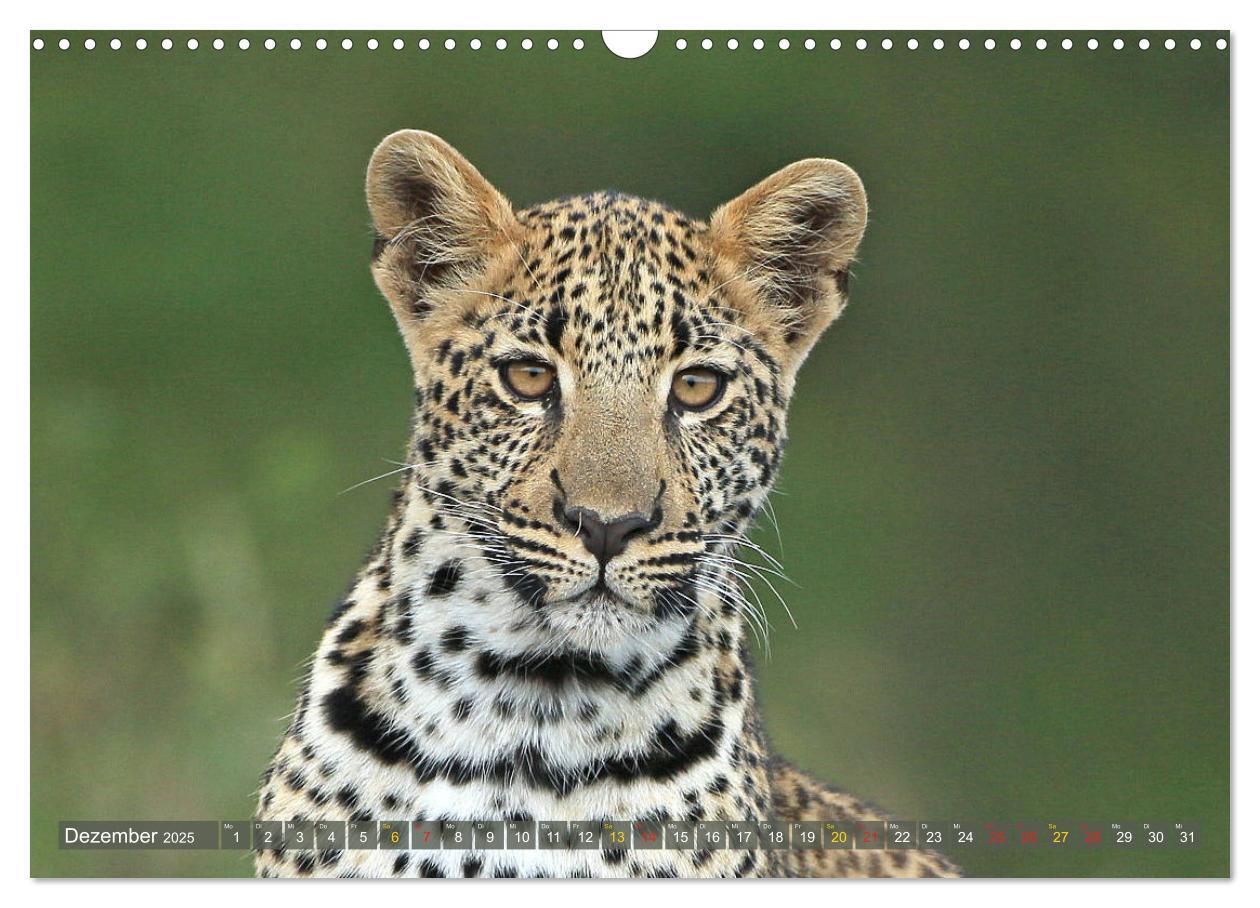 Bild: 9783435598656 | Löwen und Leoparden - Begegnungen in Afrika (Wandkalender 2025 DIN...