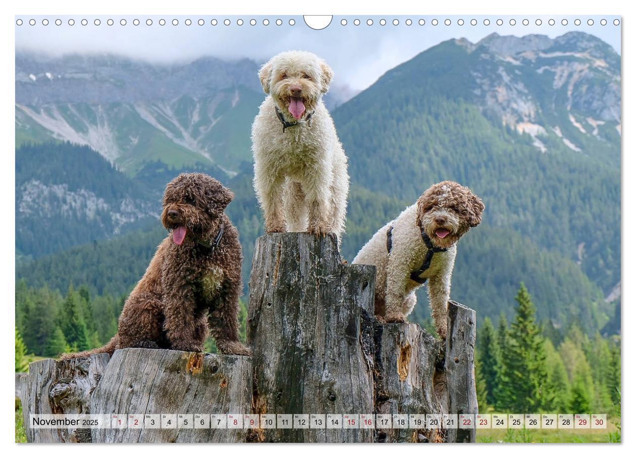 Bild: 9783435295630 | Lagotto Romagnolo in den Alpen 2025 (Wandkalender 2025 DIN A3...