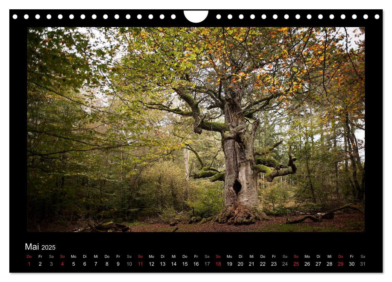 Bild: 9783435626861 | Märchenhafter Reinhardswald und Urwald Sababurg (Wandkalender 2025...