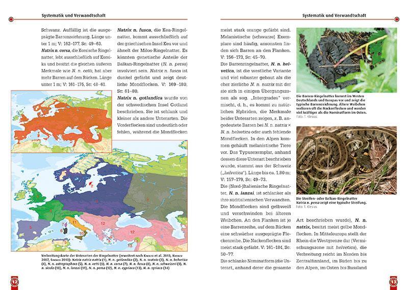 Bild: 9783866592889 | Die Ringelnatter | Natrix natrix | Thomas Klesius (u. a.) | Buch