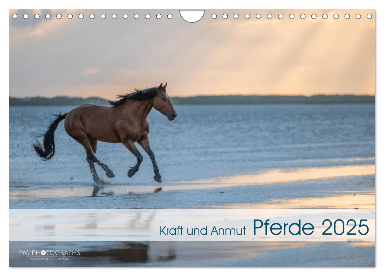 Cover: 9783435105045 | Pferde 2025 Kraft und Anmut (Wandkalender 2025 DIN A4 quer),...