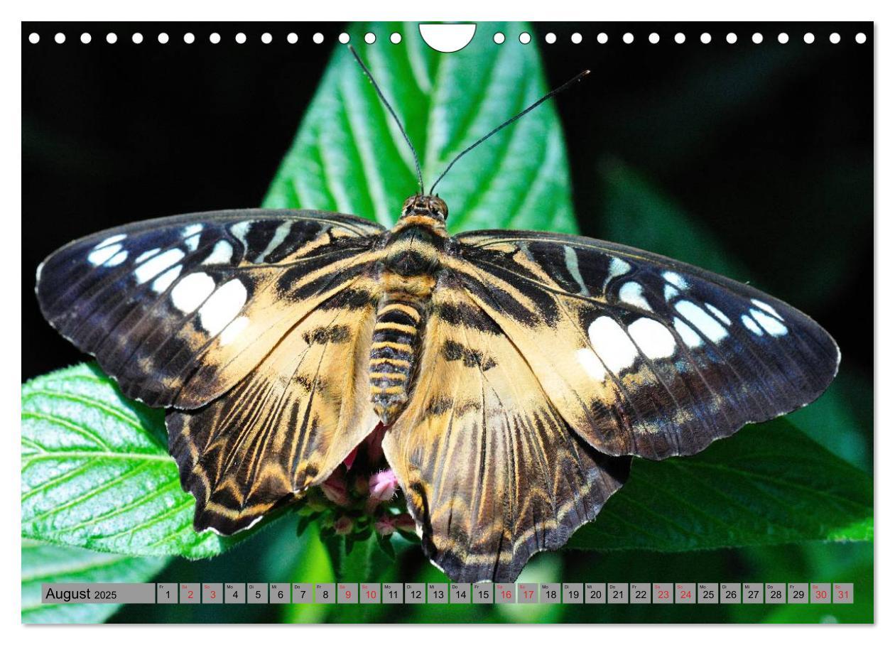 Bild: 9783435812813 | Butterfly's - Schmetterlinge für Zuhause (Wandkalender 2025 DIN A4...