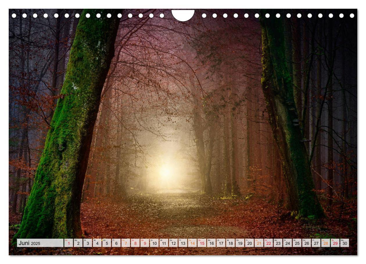 Bild: 9783435071876 | Wald - mystische Spaziergänge (Wandkalender 2025 DIN A4 quer),...