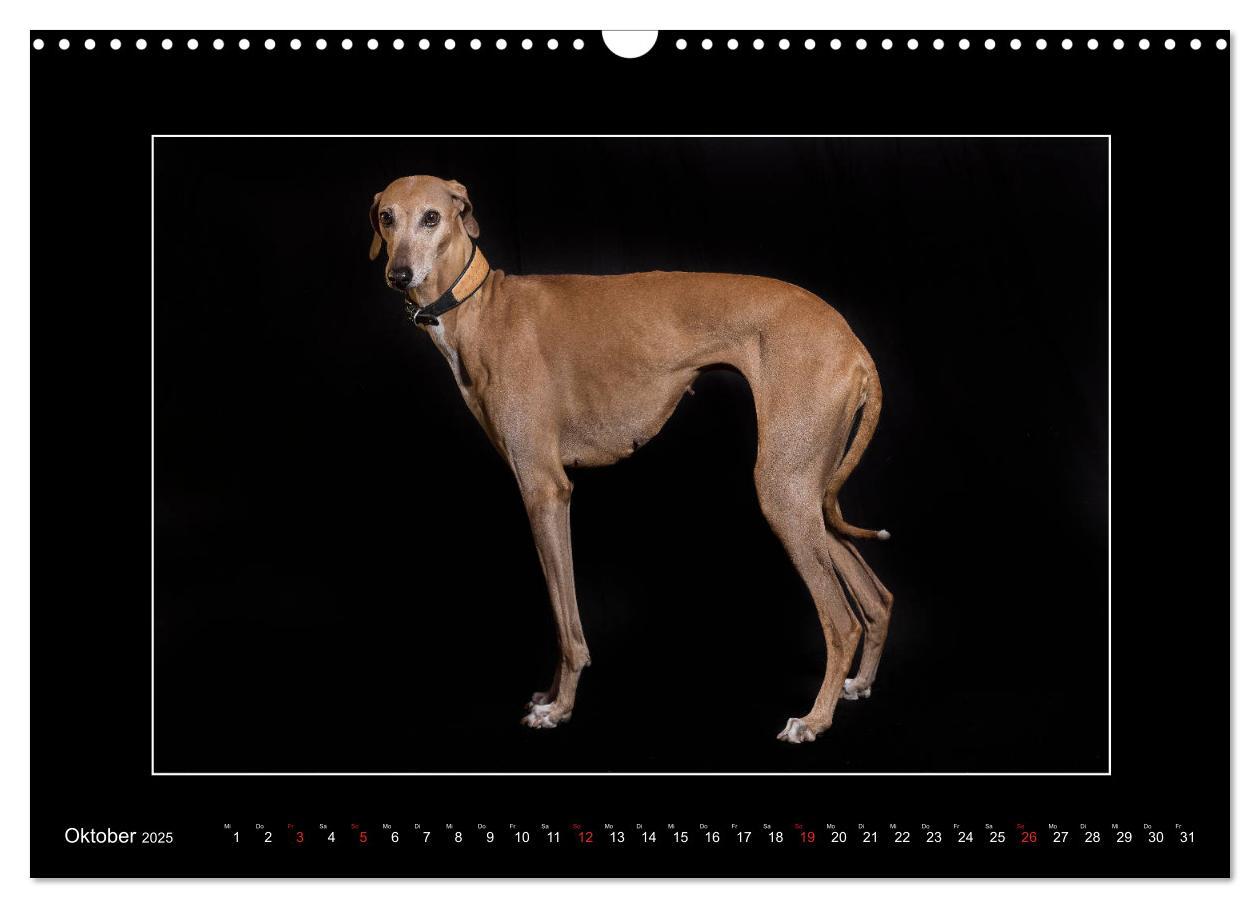 Bild: 9783435177226 | Windhunde - Schnelle Schönheiten (Wandkalender 2025 DIN A3 quer),...