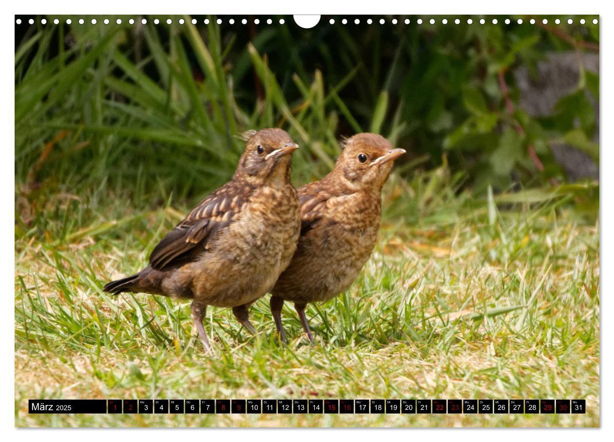 Bild: 9783435028894 | Vogelkinder - Junge Wildvögel (Wandkalender 2025 DIN A3 quer),...