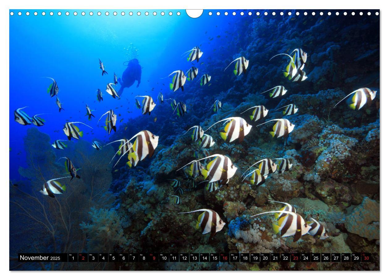 Bild: 9783435155347 | Rotes Meer Unterwasser (Wandkalender 2025 DIN A3 quer), CALVENDO...