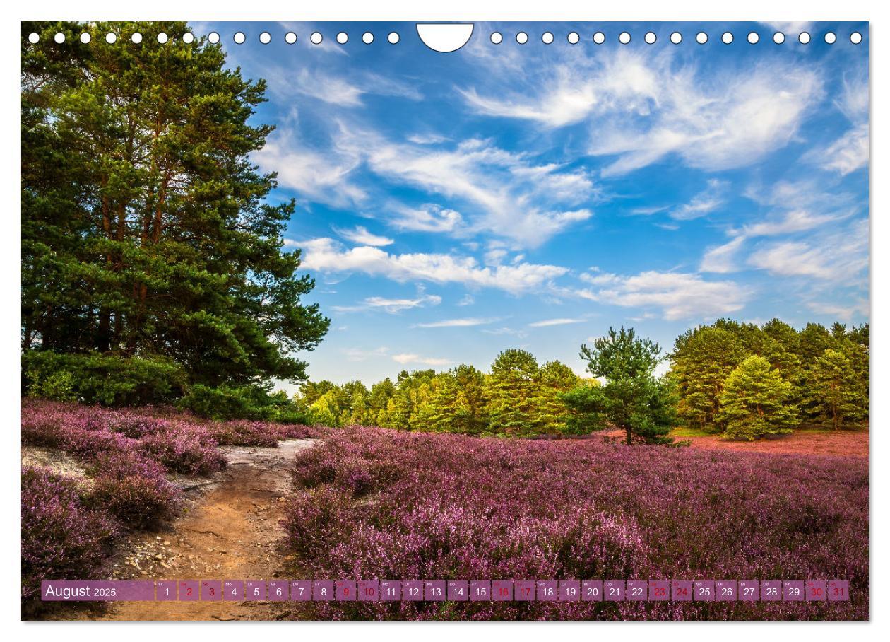 Bild: 9783383960413 | Romantische Heideblüte (Wandkalender 2025 DIN A4 quer), CALVENDO...