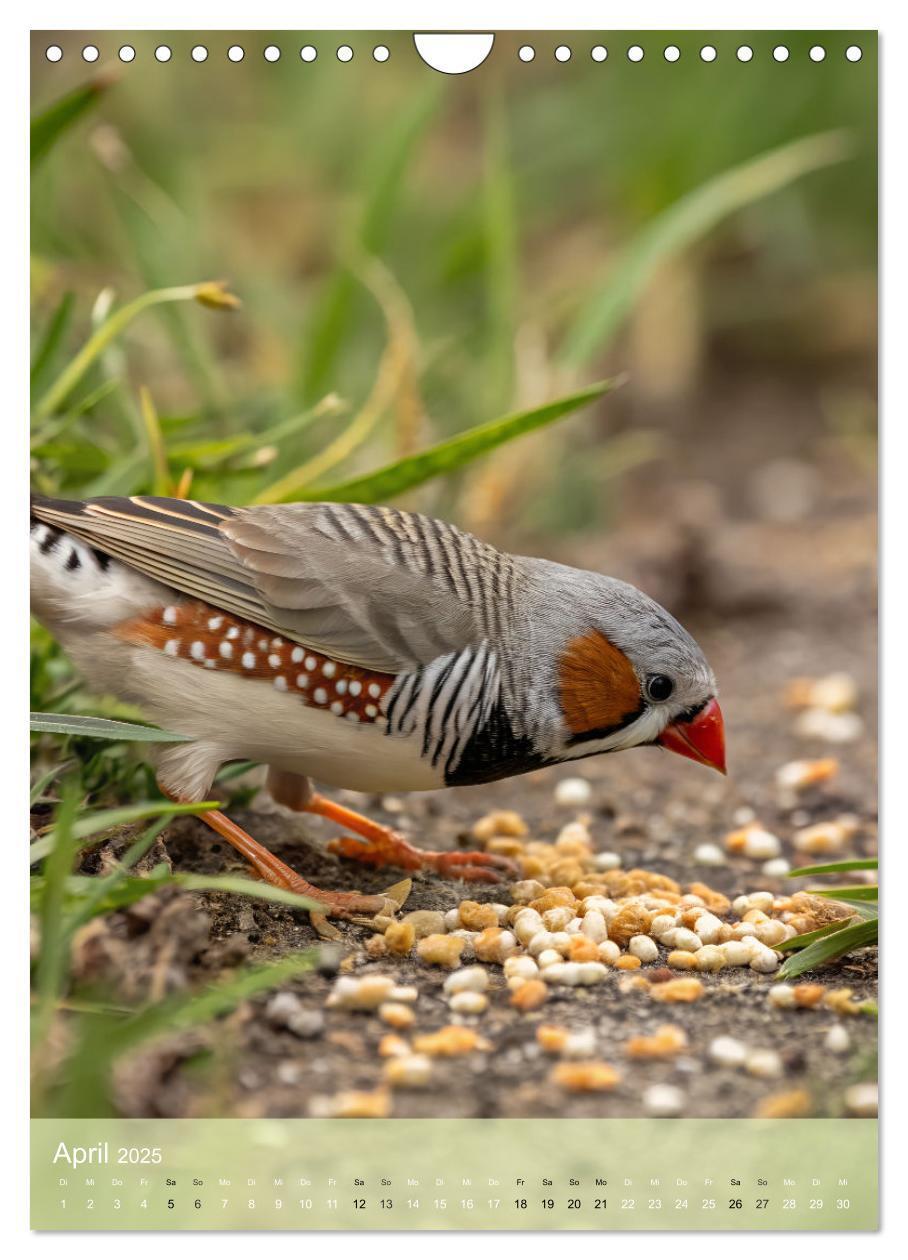 Bild: 9783457231104 | Zebrafinken - Ein Jahr voller gefiederter Momente (Wandkalender...