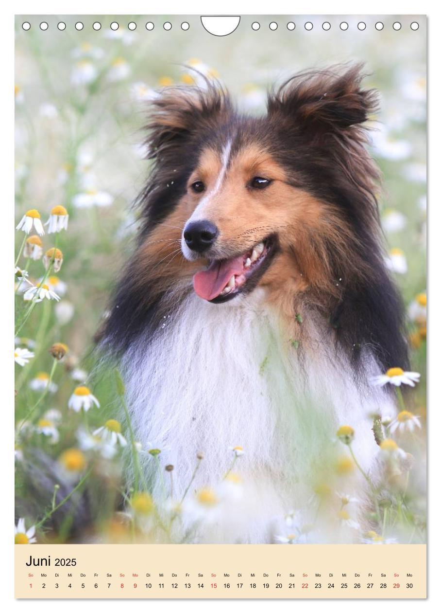 Bild: 9783457041130 | Mit Shelties durchs Jahr (Wandkalender 2025 DIN A4 hoch), CALVENDO...