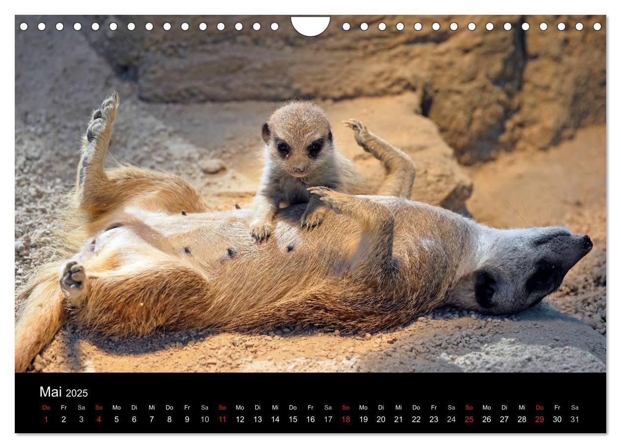 Bild: 9783435782451 | Lustige Erdmännchen (Wandkalender 2025 DIN A4 quer), CALVENDO...